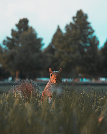 Animals, Squirrel, Grass, Sight, Opinion, Animal, Nice, Sweetheart HD phone wallpaper
