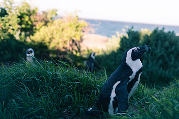 Animals, Grass, Sky, Blur, Smooth, Penguin HD wallpaper
