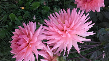 Bulgarasi roz, mari, flori, gradina, roz HD wallpaper