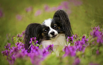 Papillon Dog, High-definition , Captivating , Purebred beauty HD wallpaper