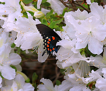 Rosewing in white, white, rosewing, butterfly, black and red, flowers, spring HD wallpaper
