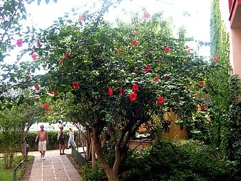 Alanya, Turkey, nature, flowers, alanya, turkey HD wallpaper