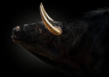 Bulls and horses, Pedro Jarque Krebs' graphy, Animal kingdom, Equine elegance HD wallpaper