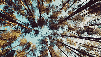 Pine trees in forest, Sunlit beauty, Majestic atmosphere, Serene nature HD wallpaper