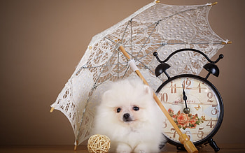 Cute puppy, animal, dog, umbrella, puppy, white, cute, clock, caine HD wallpaper