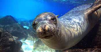 Galapagos Island, Adventure tour, Sea lion HD wallpaper