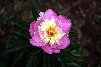 Flowers, Pink, Drops, Bud, Pion, Peony HD wallpaper