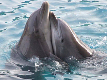 lovely dolphins, animals, love, dolphins, nature, beauty HD wallpaper