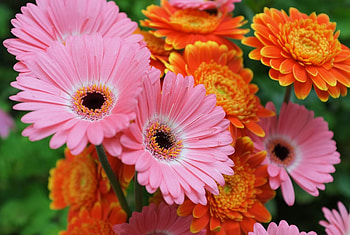 Flowers, Gerberas, Close-Up, Sharpness HD wallpaper