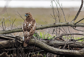 Animals, Bird, Branches, Predator, Hawk, Red-Tailed Hawk HD wallpaper
