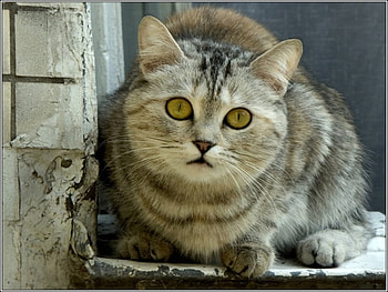 Cat, cats, animals HD wallpaper