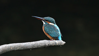 Kingfisher bird, Beautiful small bird, High definition , Captivating beauty HD wallpaper