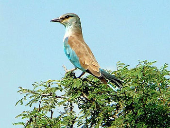Beautiful Bird, cool, beautiful, bird HD wallpaper