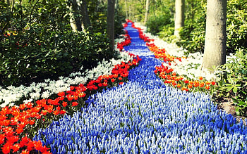 path of flowers, Flowers, Scenary, of, path HD wallpaper