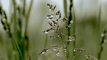 Meadow Grass, green, Firefox theme, mist, fog, field, soft, meadow, dew HD wallpaper