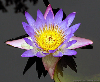 Water Flame, art , beautiful, pink, reflection, flower, yellow, water, waterlily, lilac HD wallpaper
