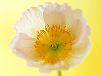 Cream Of The Crop, sweet, sunny, white, floral, spring, background, flower, bright, green, butter, yellow, happy, dainty, buttercup, lovely HD wallpaper