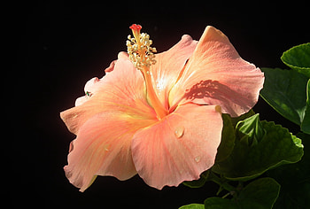 Hibiscus, Orange, Blooming, Flower HD wallpaper
