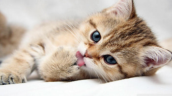 Adorable cat , Lovely felines, Cute animals HD wallpaper
