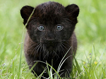 Who are you...?, animal, cute, black, cub HD wallpaper