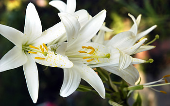 White Lily, Lilies HD wallpaper