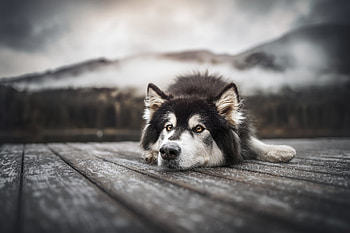 Animal, dog HD wallpaper