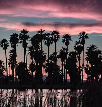 Palm tree, silhouette HD phone wallpaper