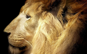 Animals, Muzzle, Lion, Predator, Big Cat, Mane HD wallpaper