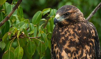 Galapagos hawk, Explore Galapagos, Unique species HD wallpaper