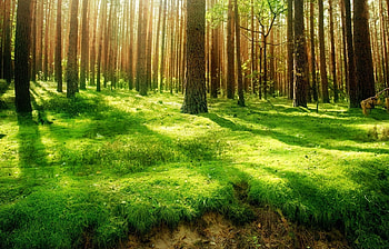 Landscape, Trees HD wallpaper