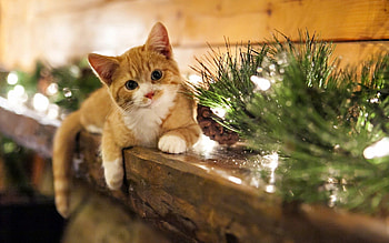 Animals, Grass, Cones, Cat, Kitty, Kitten, To Lie Down, Lie HD wallpaper