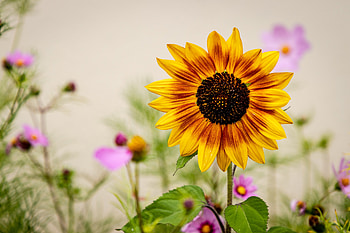 Sunflower, Sun, plant, nature, flower HD wallpaper