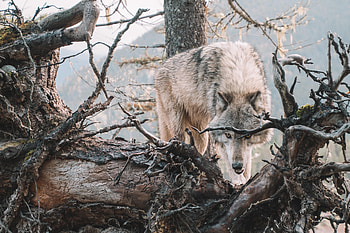 Animals, Wood, Grin, Tree, Branches, Predator, Wolf, Wildlife HD wallpaper