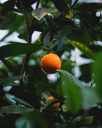 Food, Leaves, Wood, Tree, Fruit, Citrus HD phone wallpaper