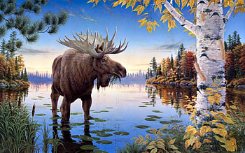moose , Cool nature , Stunning backgrounds, inspiration HD wallpaper