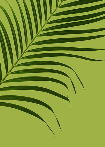A simple and elegant of a tropical palm leaf against a green backdrop, perfect for nature themes. HD phone wallpaper