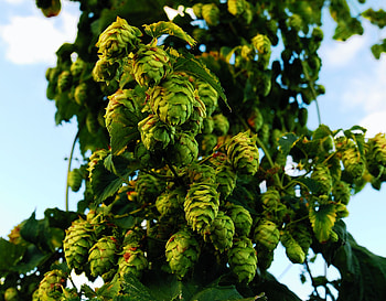 Nature, Wood, Tree, Branches, Hop HD wallpaper