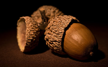 Acorn oak nut, Nature's wonder, , Los Angeles HD wallpaper