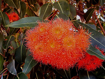 Eucalyptus Flowers, australia, tree HD wallpaper