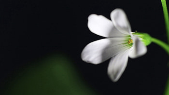 Flower, Macro, Petals, Dark Background, Stem, Stalk HD wallpaper