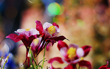 Aquilegia, columbine, Maroon, Columbine, Aquilegia, Flowers, Nature HD wallpaper