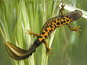 Salamander art inspiration, Graceful reptiles, Colorful choice, Wildlife graphy HD wallpaper