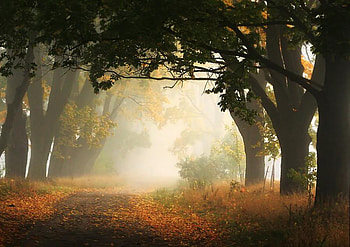 light, pathway, trees, autumn, nature, forest HD wallpaper
