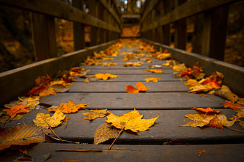 Autumn leaves, Fall vibes, Scenic boardwalk, Nature's tapestry HD wallpaper