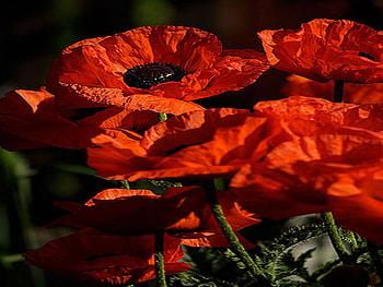 red velvet, summer, velvet, poppy, flower, red HD wallpaper