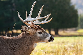 Close-up of a deer with antlers in a sunny outdoor setting, showcasing wildlife beauty. HD wallpaper