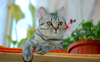 Animals, Cats HD wallpaper