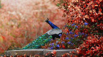 Peacock, blue, bird, dave mcclean, pasare, feather, paun, flower, green, red HD wallpaper