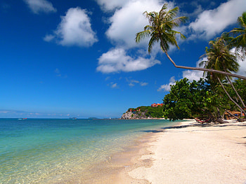 Nature, Sea, Sand, Palms, Tropics HD wallpaper
