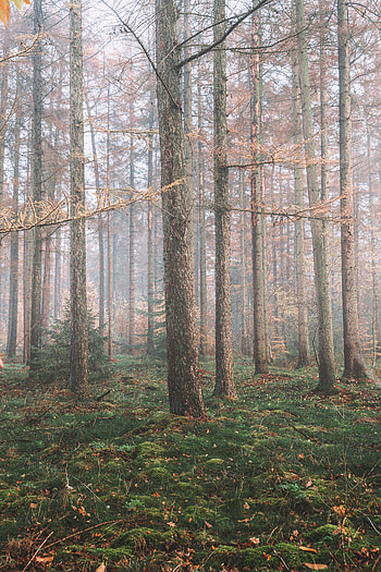 Nature, Trees, Pine, Coniferous, Forest, Fog HD phone wallpaper